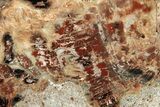 Polished Petrified Wood (Araucarioxylon) - Arizona #352518-1